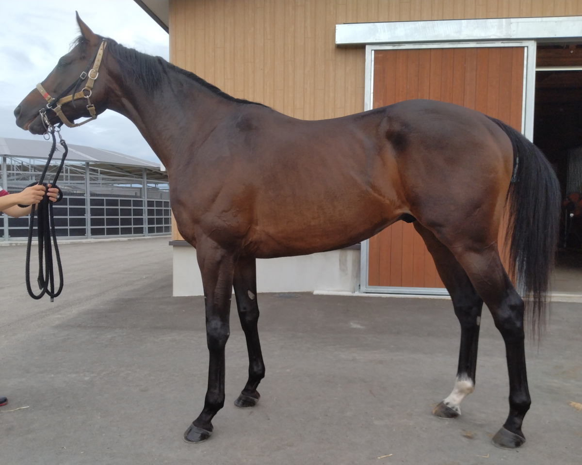 セブンスウェイ　　牡４歳　　※地方競馬　在籍_main1