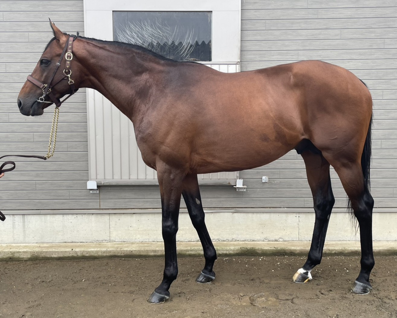 フェイスカワサキ　　牡５歳　　※地方競馬　在籍_main1