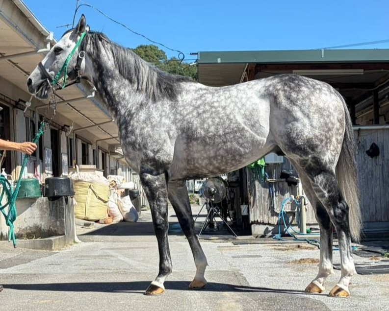 イナフセド　　牡６歳　　※地方競馬　在籍_main1