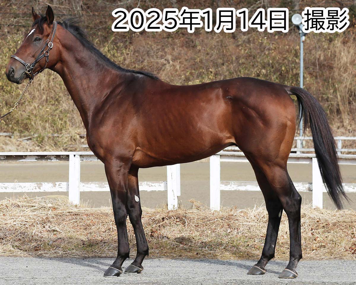 ザビッグマン　　牡７歳　　※地方競馬　在籍_main1