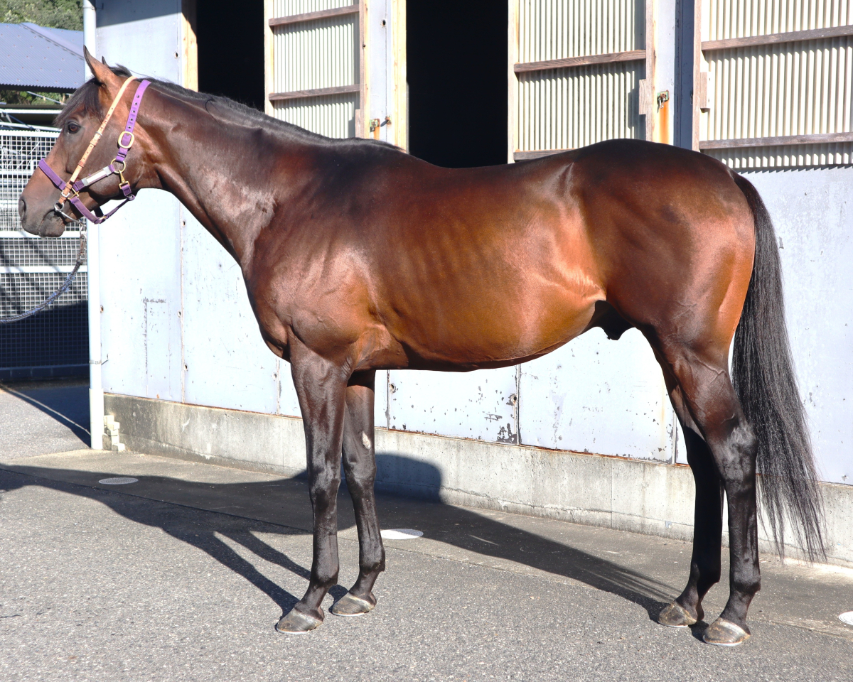 リプレーザ　　牡８歳　　※地方競馬　在籍_main1