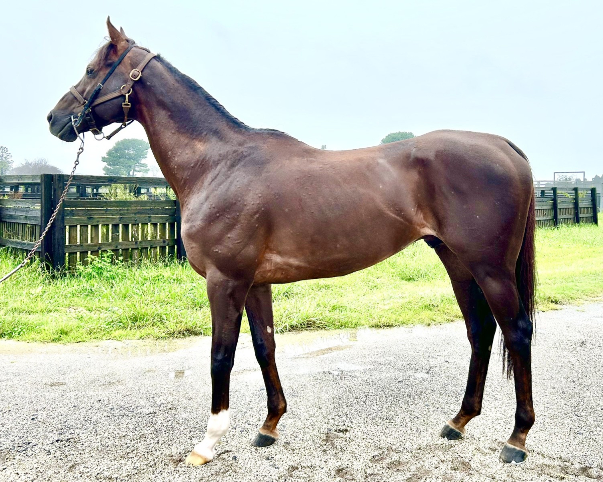 カールスバート　　牡８歳　　※地方競馬　在籍_main1