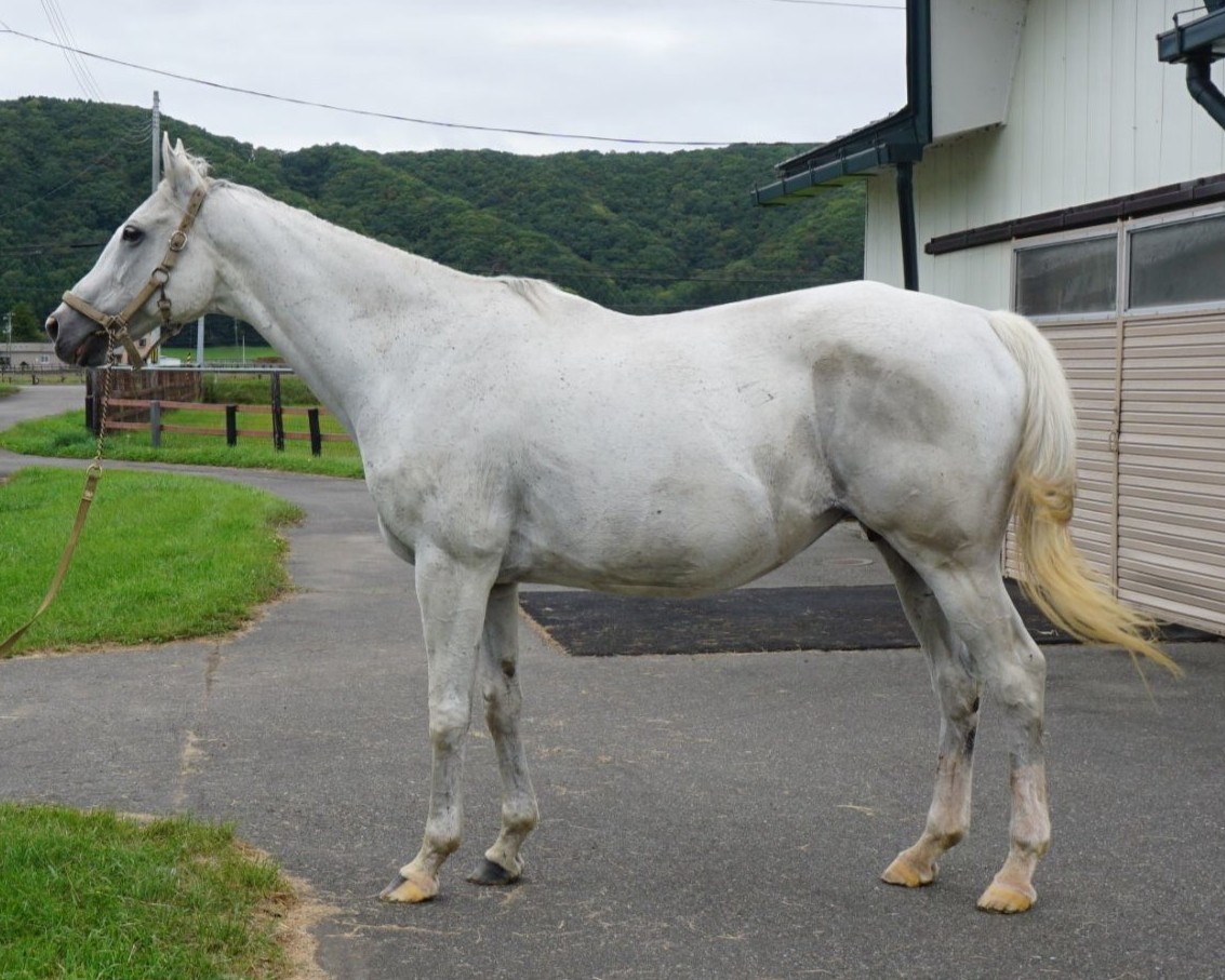 ナデシコニッポン　　牝１６歳　　※繁殖牝馬（空胎）_main1