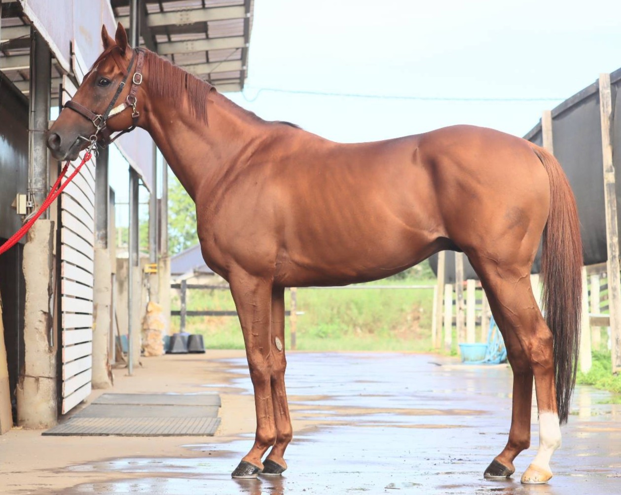 バンフィエルド　　牡７歳　　※中央競馬　登録抹消_main1