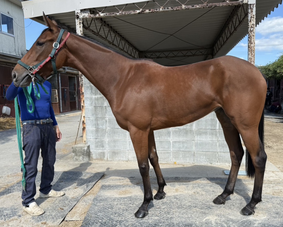 オコリンボーマミー　　牝３歳　　※地方競馬　在籍_main1