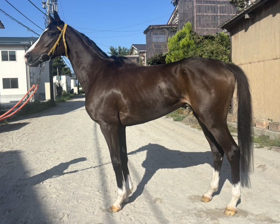キトキト　　牝４歳　　※地方競馬　在籍_main1