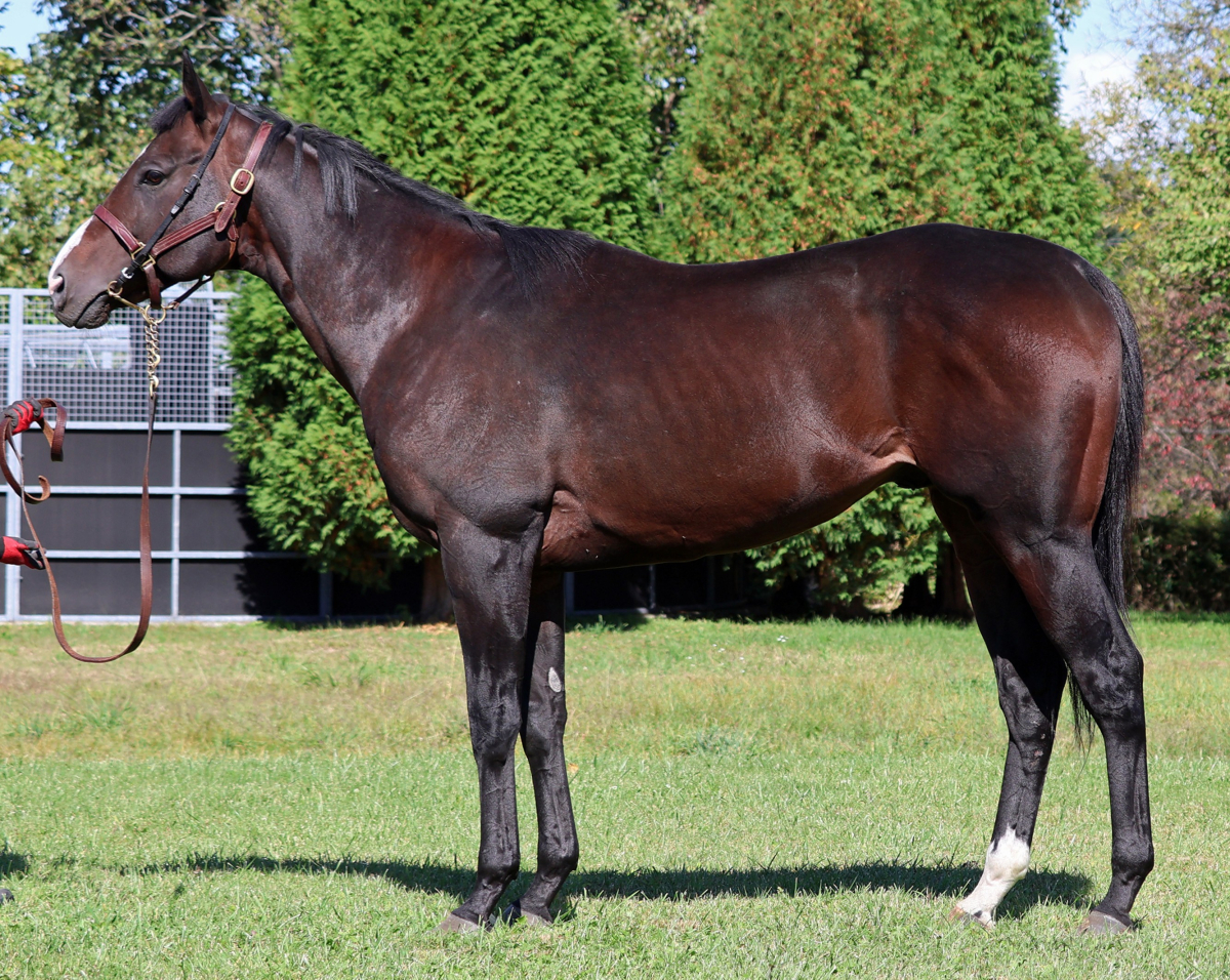 ゴールデンシーカー　　牡７歳　　※地方競馬　在籍_main1