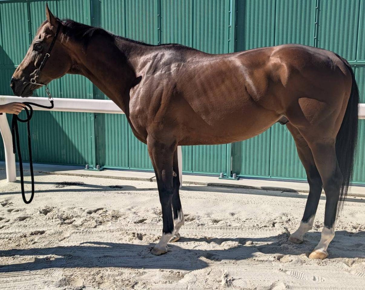 スマートキングダム　　牡７歳　　※地方競馬　在籍_main1