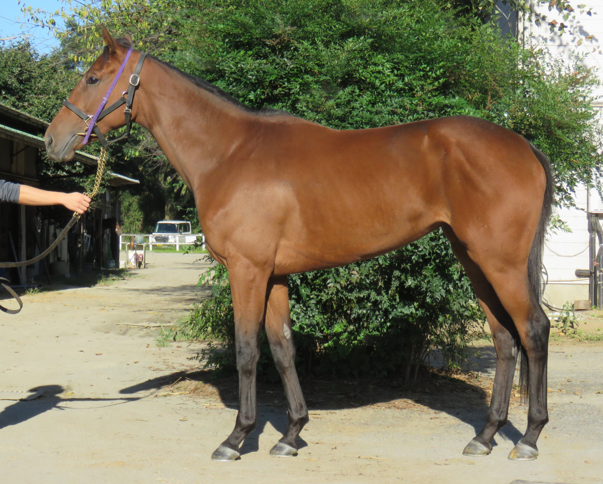 オシゴリ　　牝２歳　　※中央競馬　登録抹消_main1