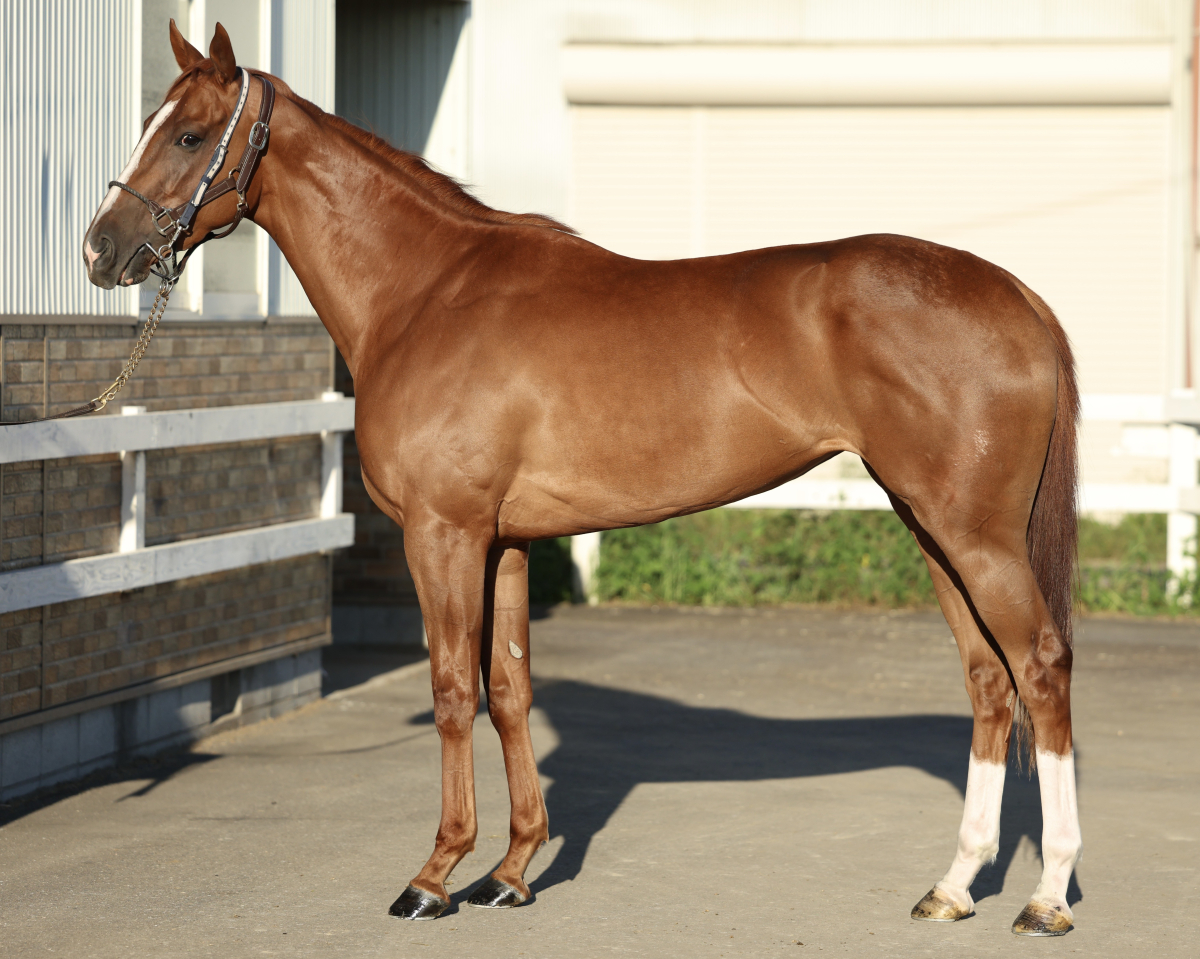 スヴァラ　　牝２歳　　※中央競馬　登録抹消_main1