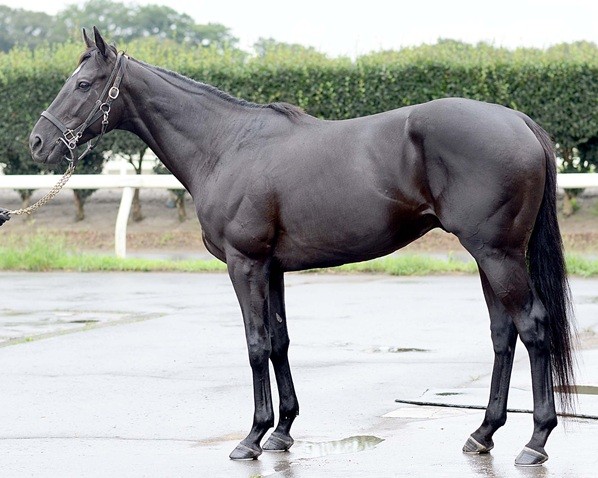 ショウナンマクベス　　牡４歳　　※中央競馬　登録抹消_main1