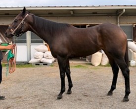 サンクスアミリオン　　牝３歳　　※地方競馬　在籍_main1
