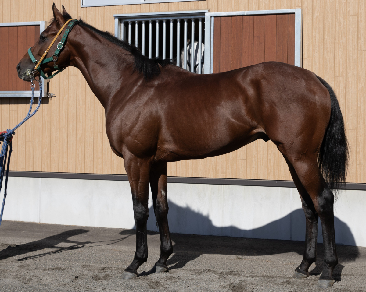 チャンピオンホース　　牡３歳　　※地方競馬　在籍_main1