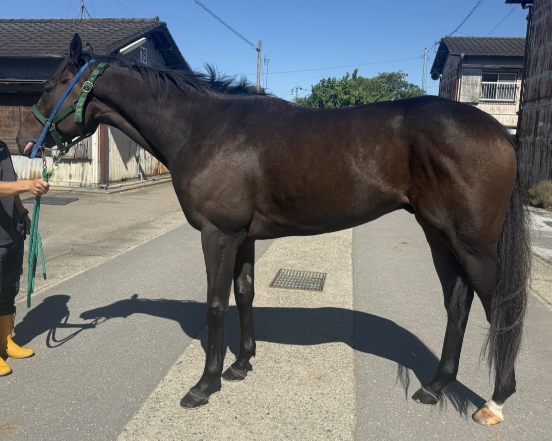 パーシヴァル　　セン３歳　　※地方競馬　在籍_main1