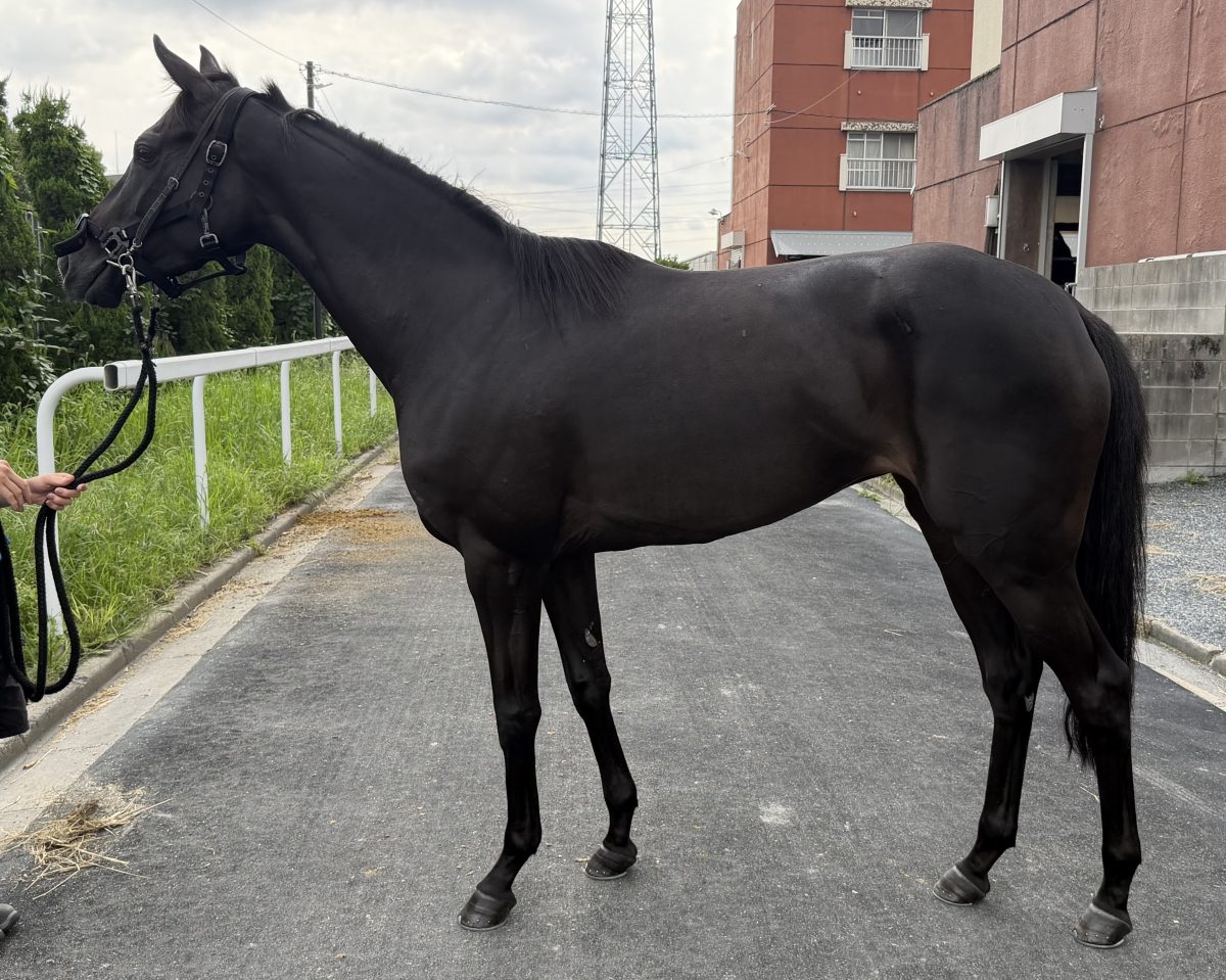 シンメエリート　　牝３歳　　※地方競馬　在籍_main1