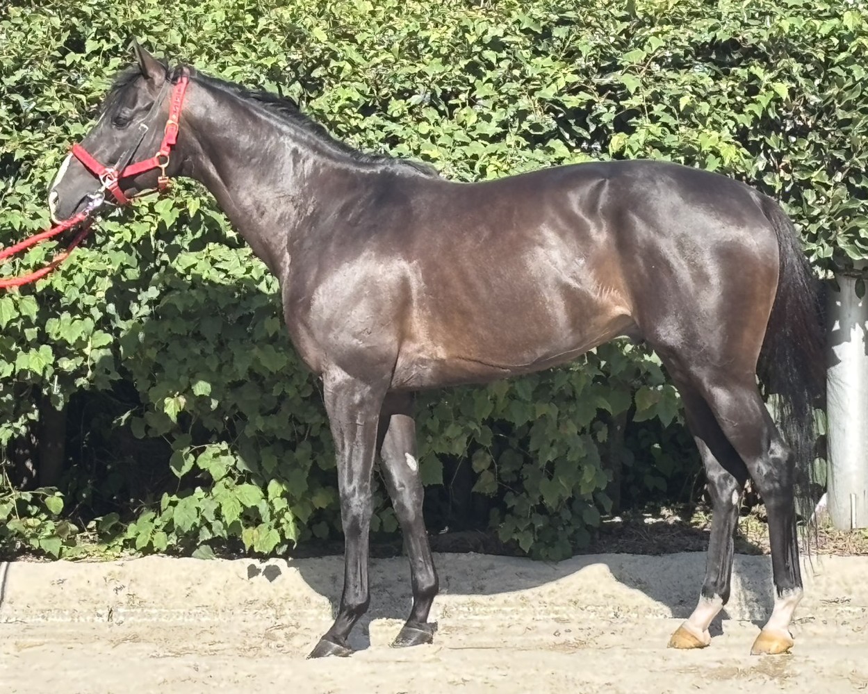 テーオーニュートン　　牡４歳　　※地方競馬　在籍_main1