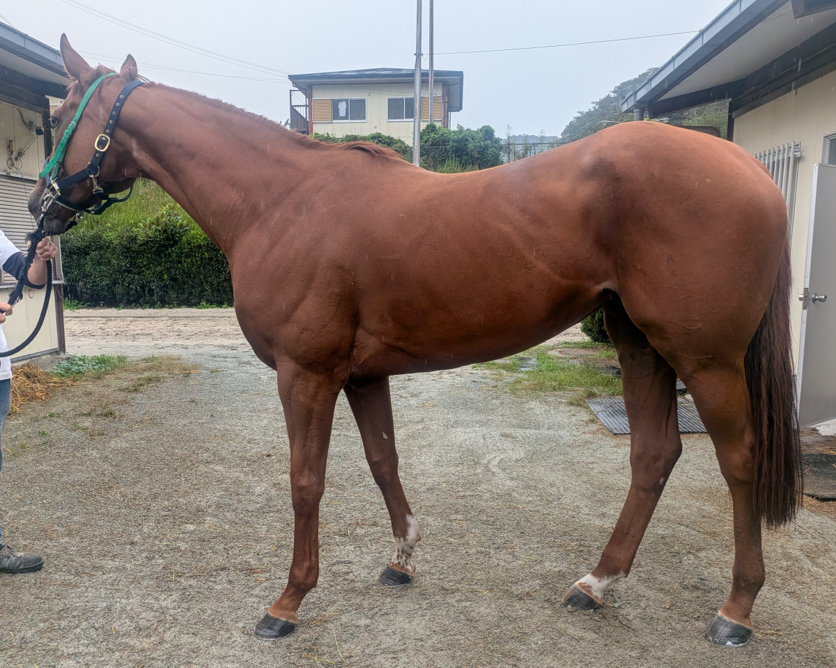 ペレストリーナ　　牝５歳　　※地方競馬　在籍_main1