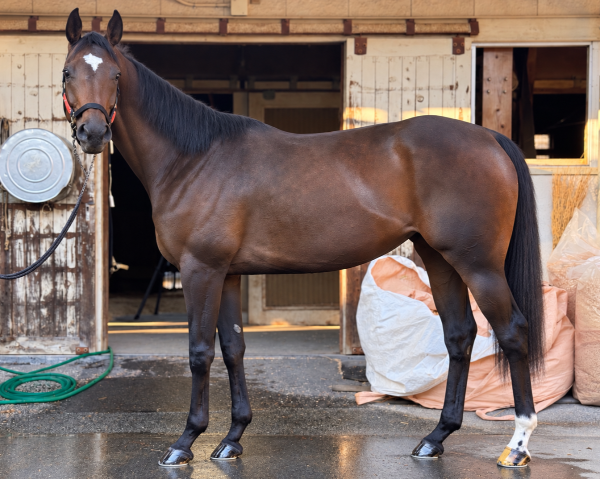 ピクラリーダ　　牝５歳　　※地方競馬　在籍_main1