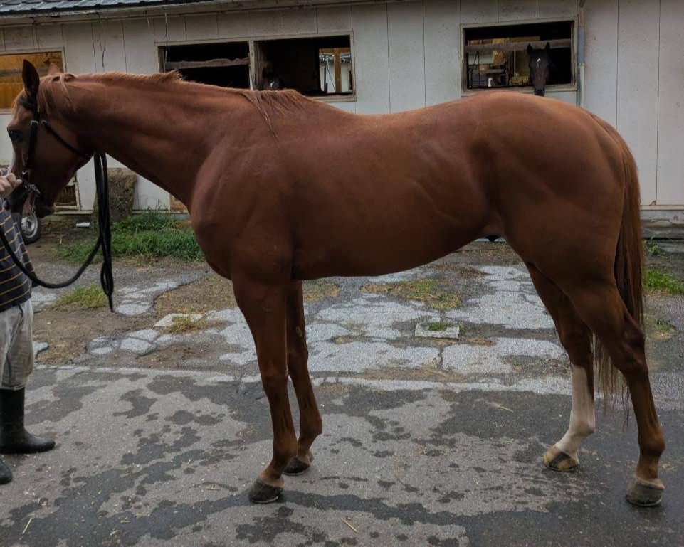 ヤプシ　　牡５歳　　※地方競馬　在籍_main1