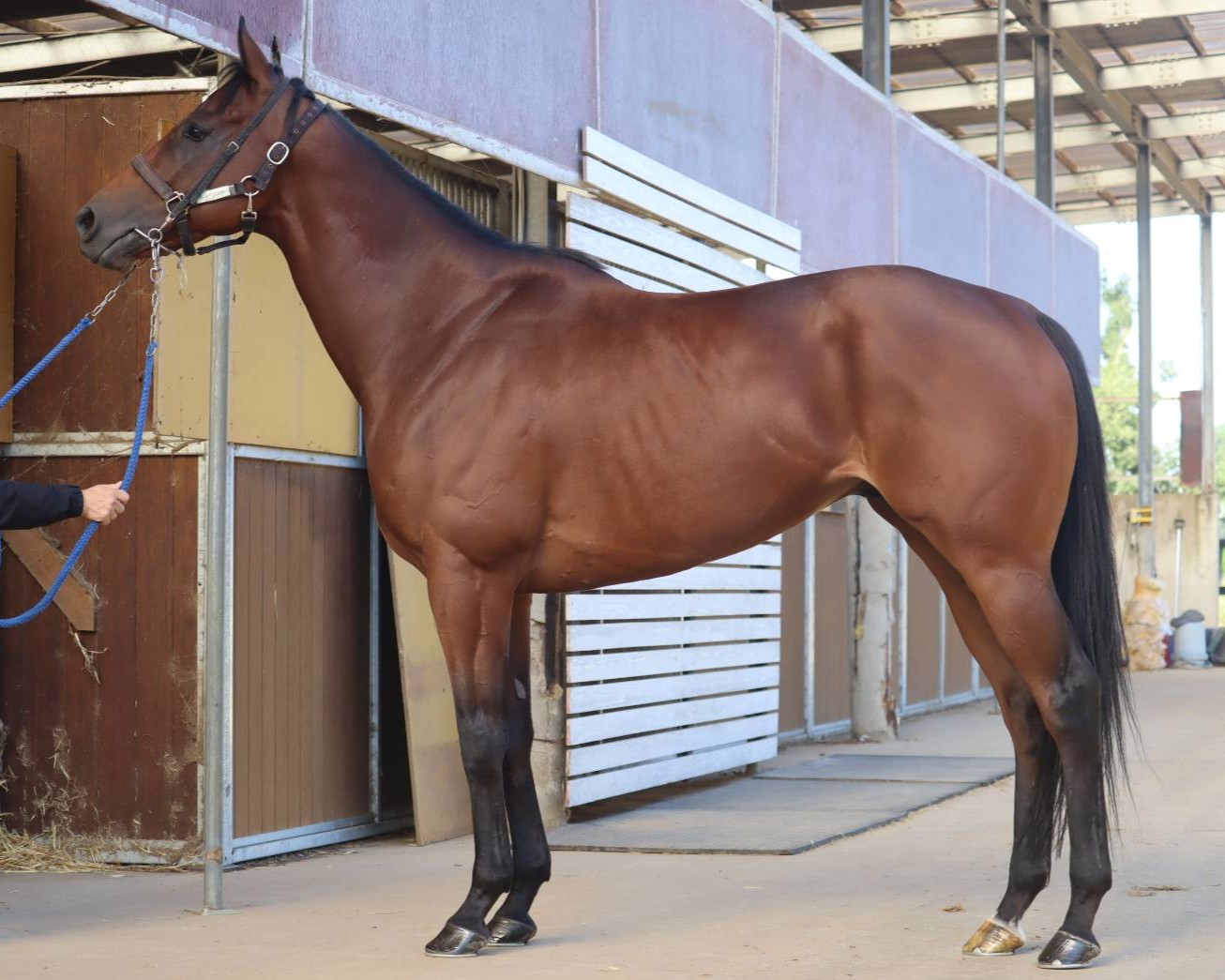 スピリットガイド　　セン５歳　　※地方競馬　在籍_main1
