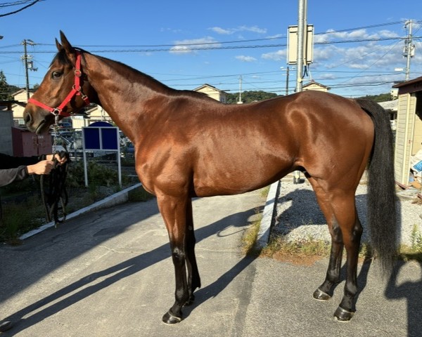 カゲマル　　牡６歳　　※地方競馬　在籍_main1