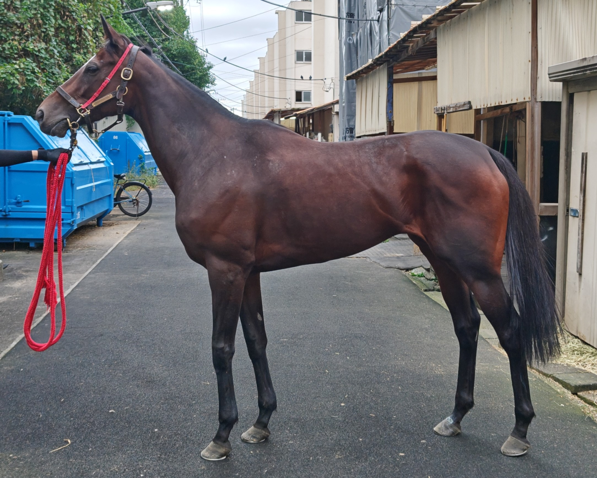 ジャスミンカーラ　　牝７歳　　※地方競馬　在籍_main1
