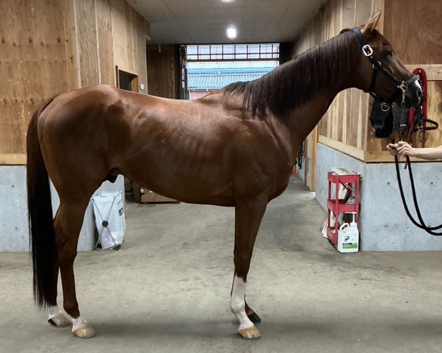 マンガン　　牡９歳　　※地方競馬　在籍_main1