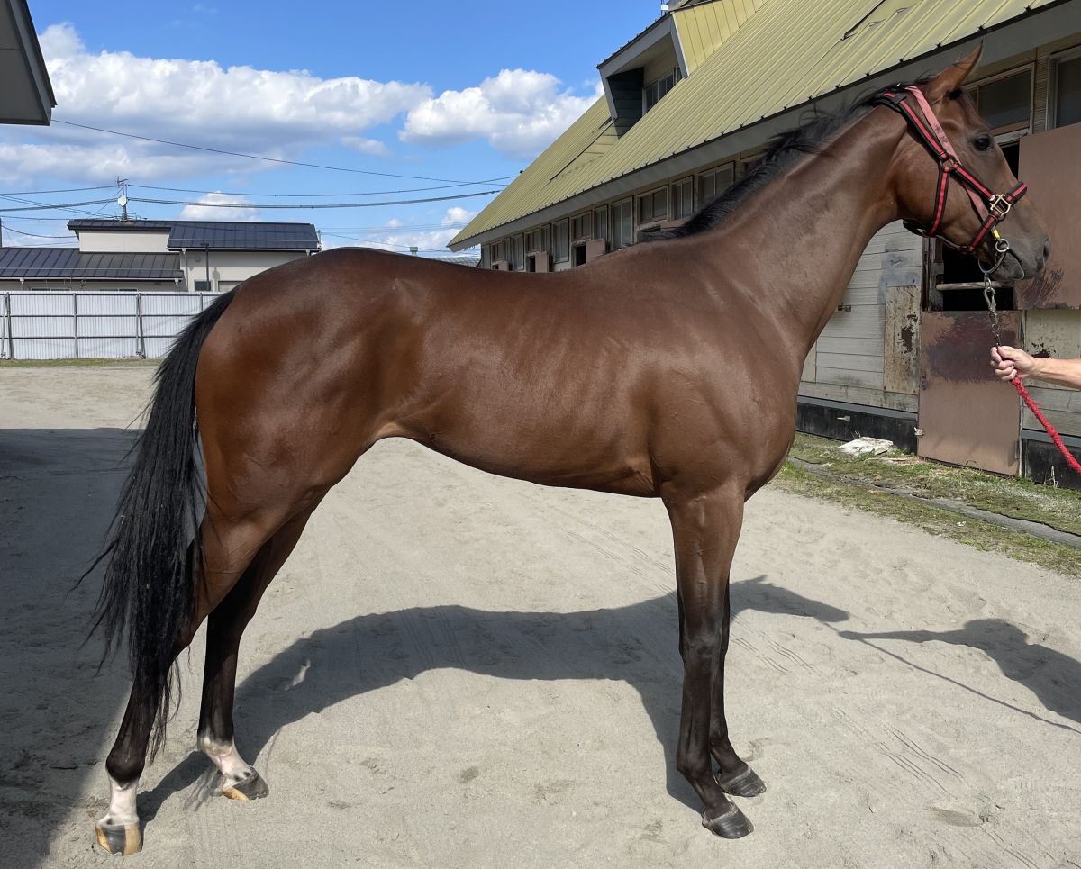 ビッグネリネルーフ　　牝２歳　　※地方競馬　在籍_main1
