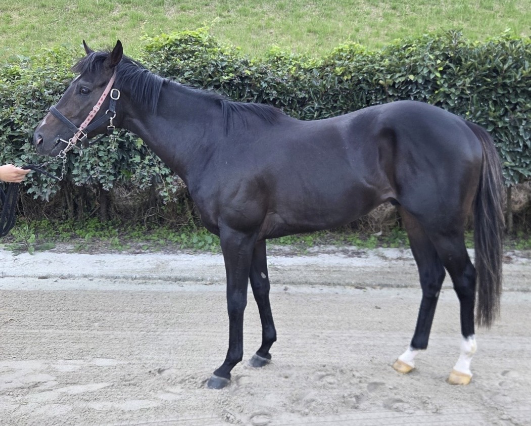 ヤマカンドリーミン　　牡３歳　　※地方競馬　在籍_main1