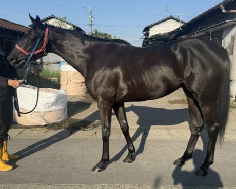 エイシンニンバス　　牝３歳　　※地方競馬　在籍_main1