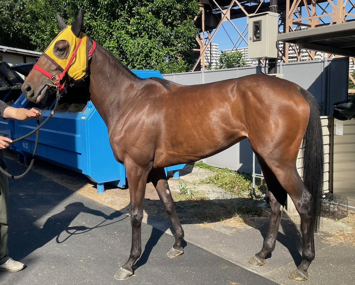 サクラエナジー　　牝３歳　　※地方競馬　在籍_main1