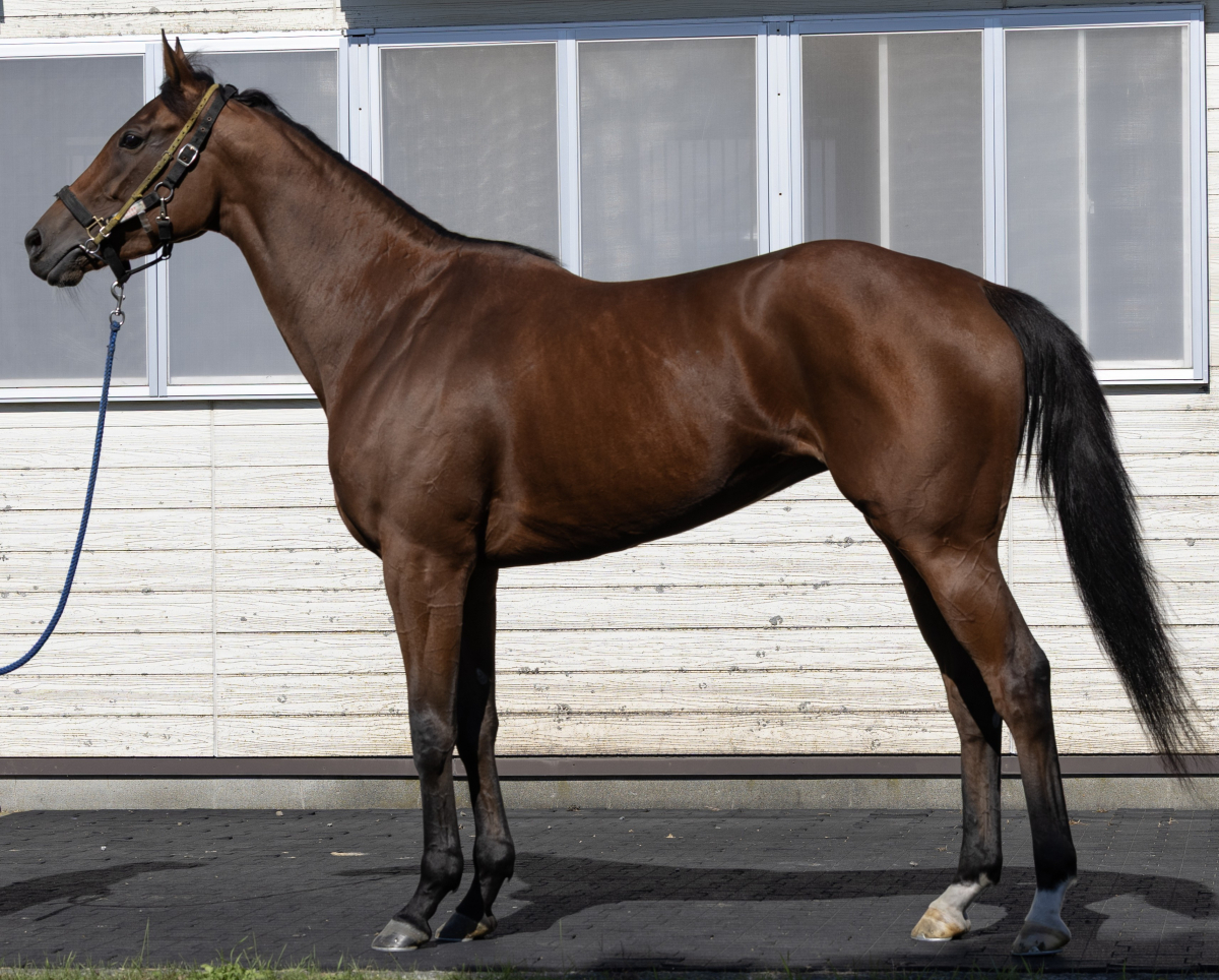 アミラジオネ　　牝４歳　　※地方競馬　在籍_main1