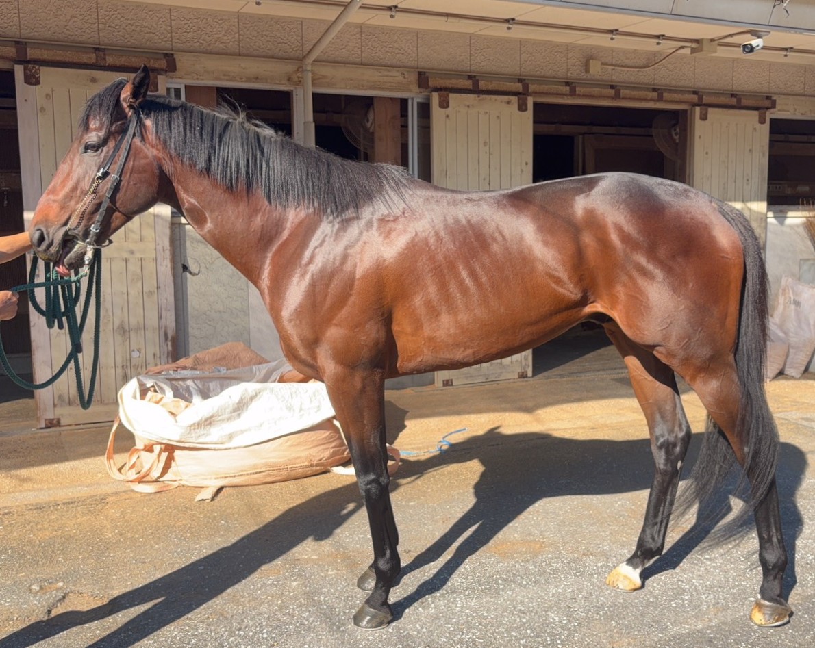 ギンガエクスプレス　　牡４歳　　※地方競馬　在籍_main1