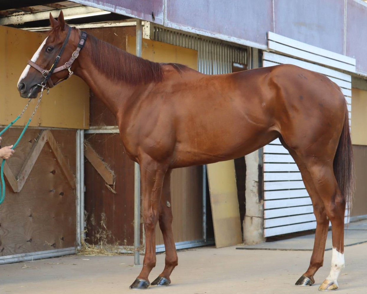 ノンスタンダルド　　牝４歳　　※地方競馬　在籍_main1