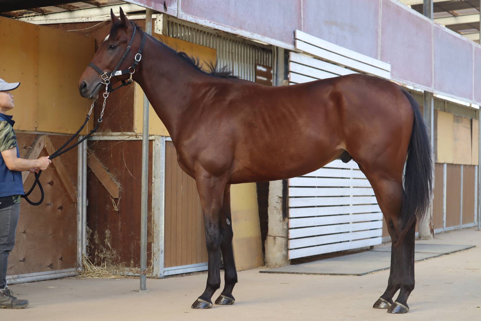 エコロゲラン　　牡２歳　　※中央競馬　登録抹消_main1
