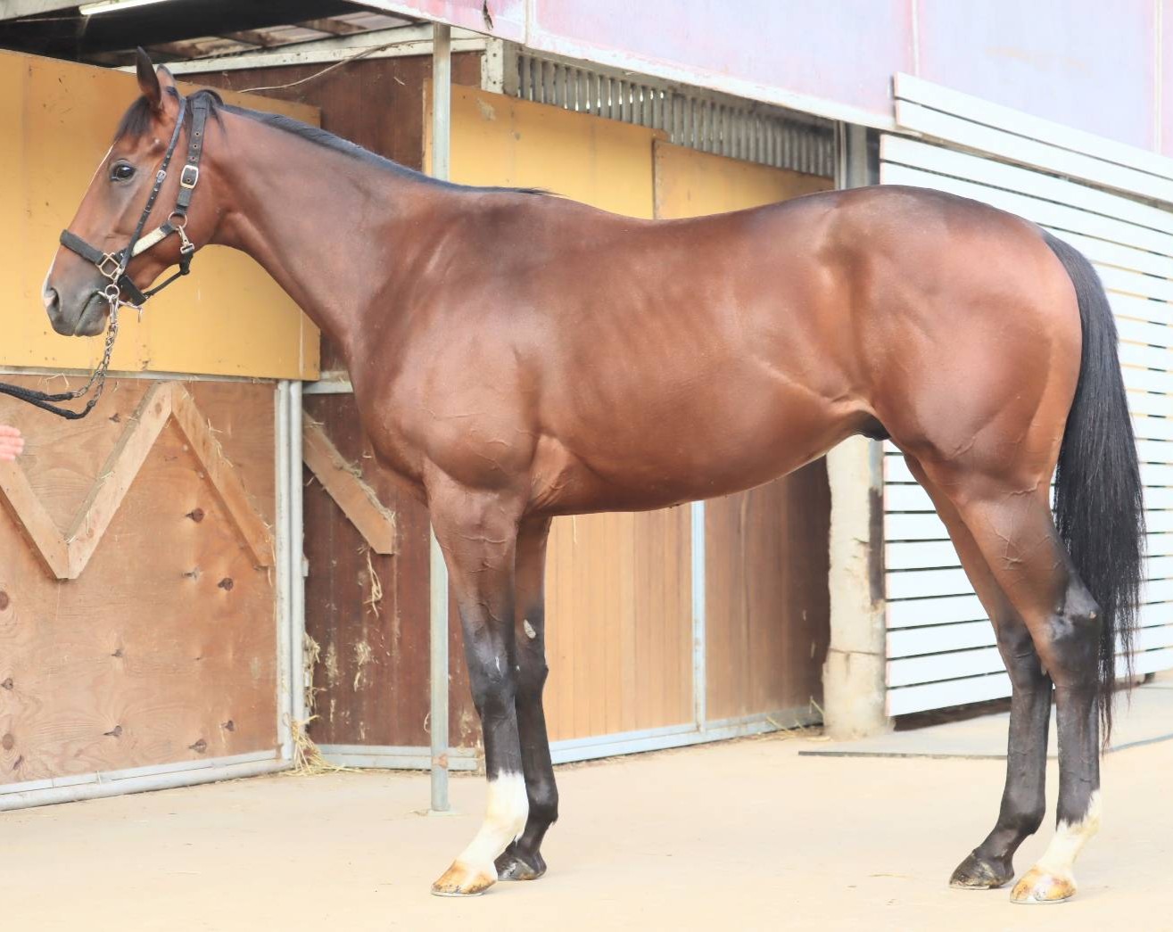 コスモデュアリズム　　牡２歳　　※中央競馬　登録抹消_main1