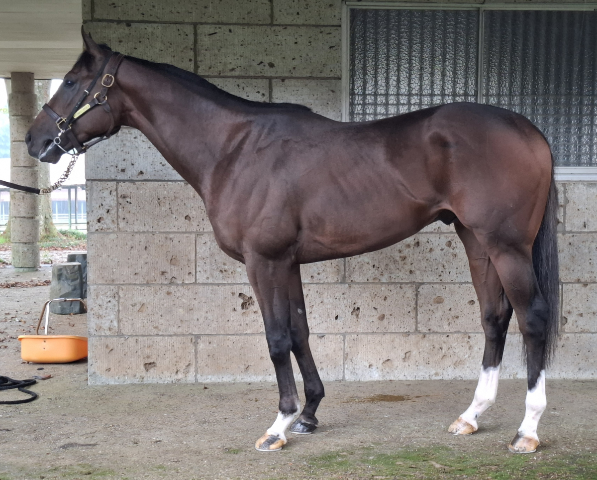 シンボリサーブル　　牡２歳　　※中央競馬　登録抹消_main1