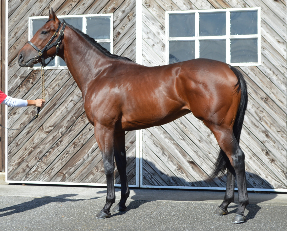 カウェーカネム　　牡２歳　　※中央競馬　登録抹消_main1
