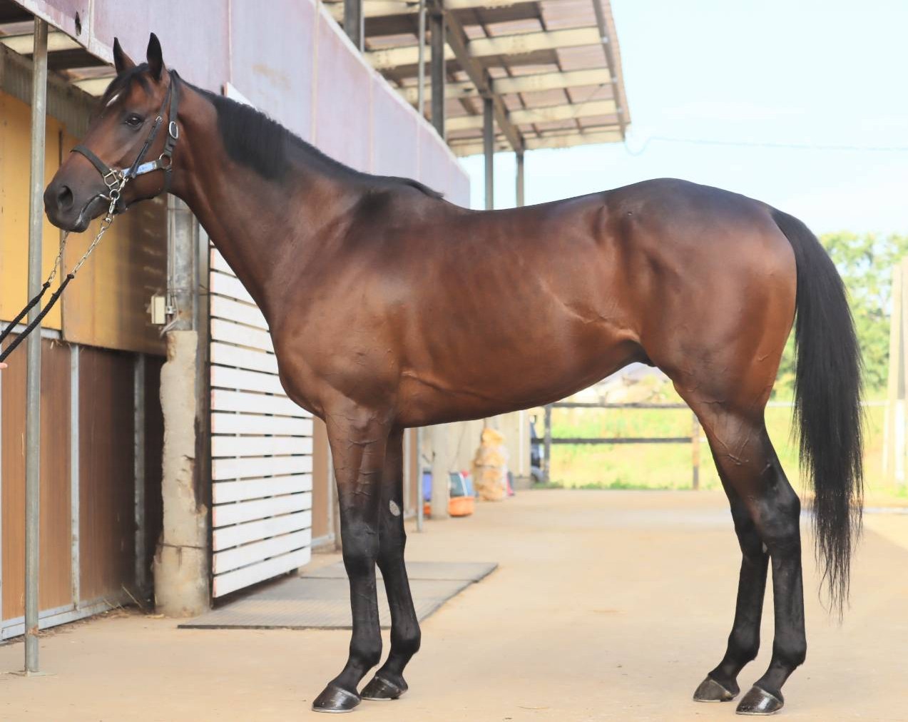 ロジリッキー　　牡４歳　　※中央競馬　登録抹消_main1
