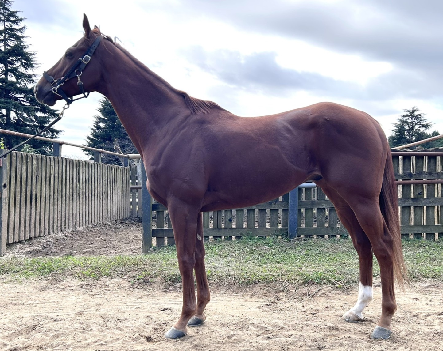 インヴェスター　　セン５歳　　※中央競馬　登録抹消_main1