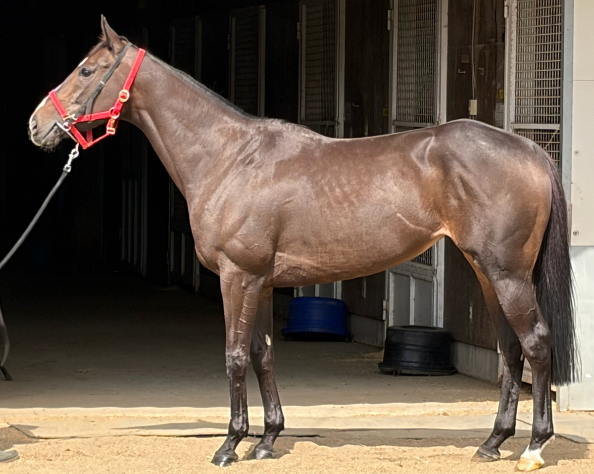 ミカッテヨンデイイ　　牝６歳　　※中央競馬　登録抹消_main1