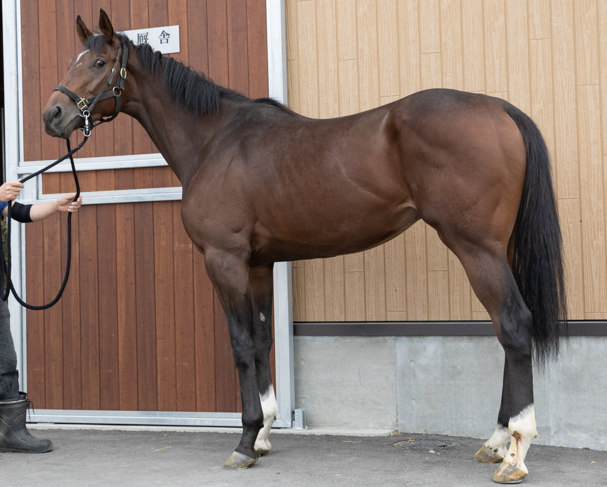 エイシンプライアム　　牡２歳　　※地方競馬　在籍_main1
