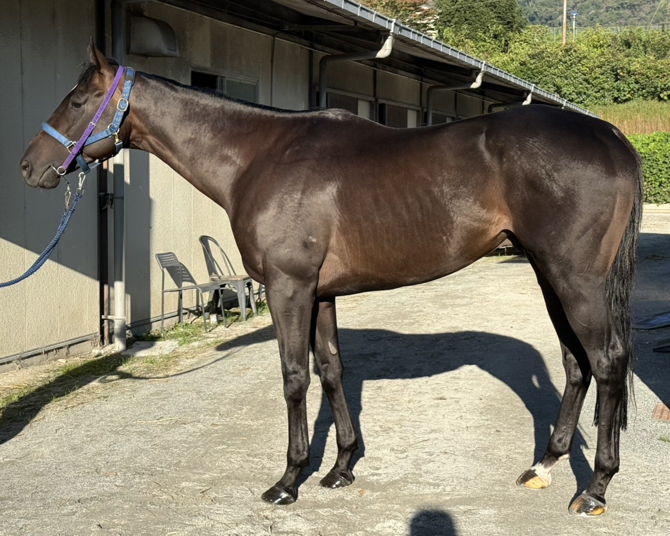 サバイブドーロ　　牡３歳　　※地方競馬　在籍_main1