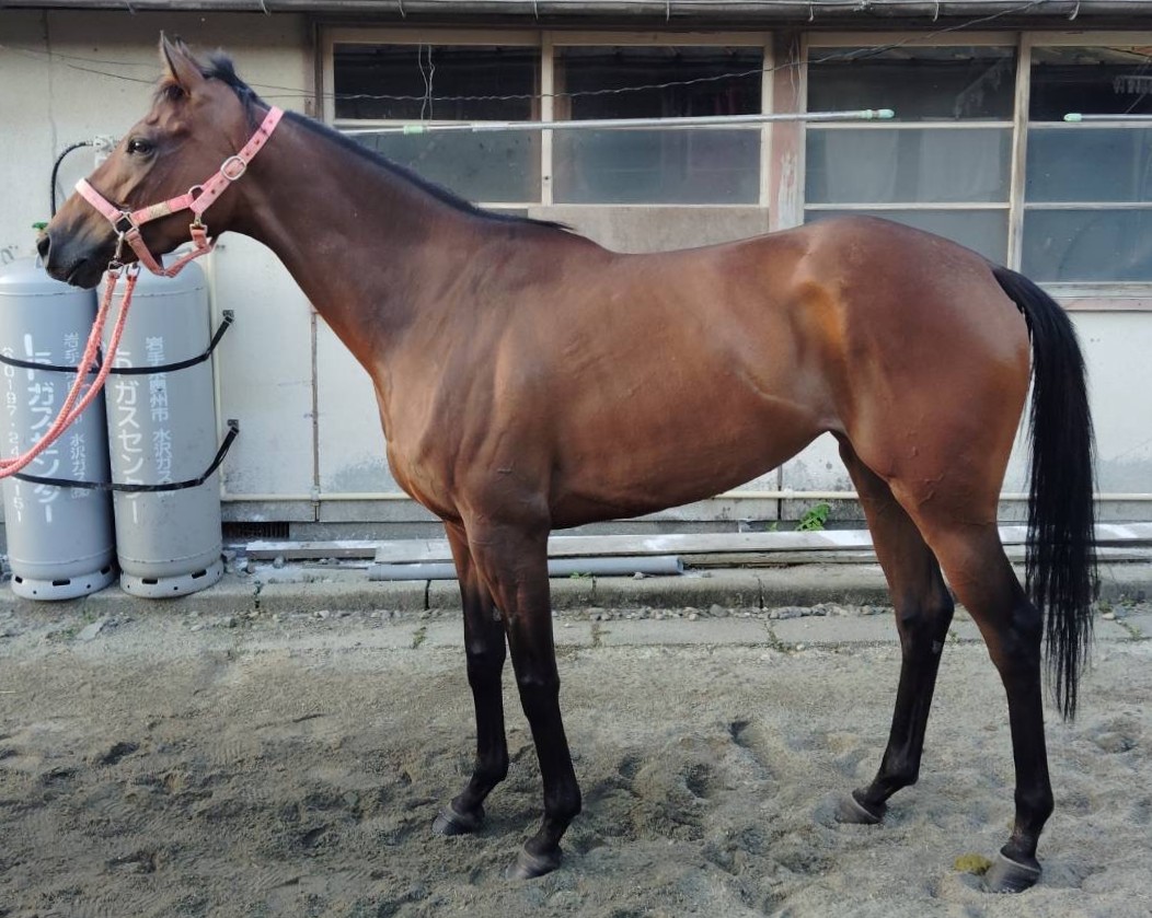 サンアイディール　　牝３歳　　※地方競馬　在籍_main1