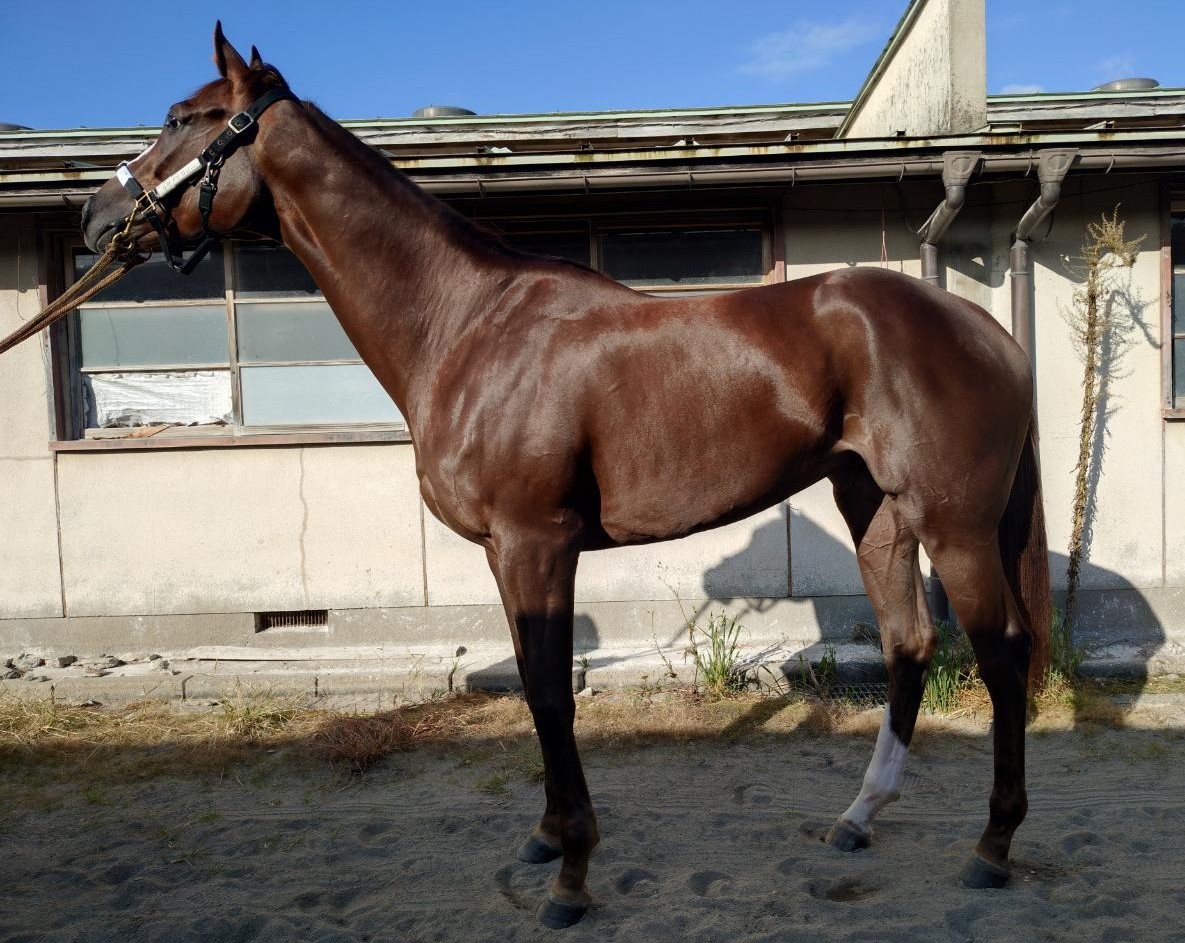 リケアマカロニ　　牝３歳　　※地方競馬　在籍_main1
