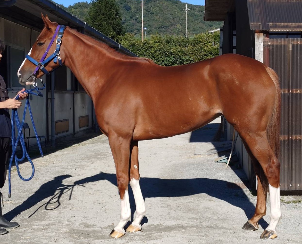 ヴァリラプトル　　牝４歳　　※地方競馬　在籍_main1