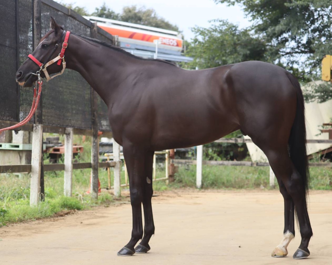 ヴォイスオブゼウス　　セン４歳　　※地方競馬　在籍_main1