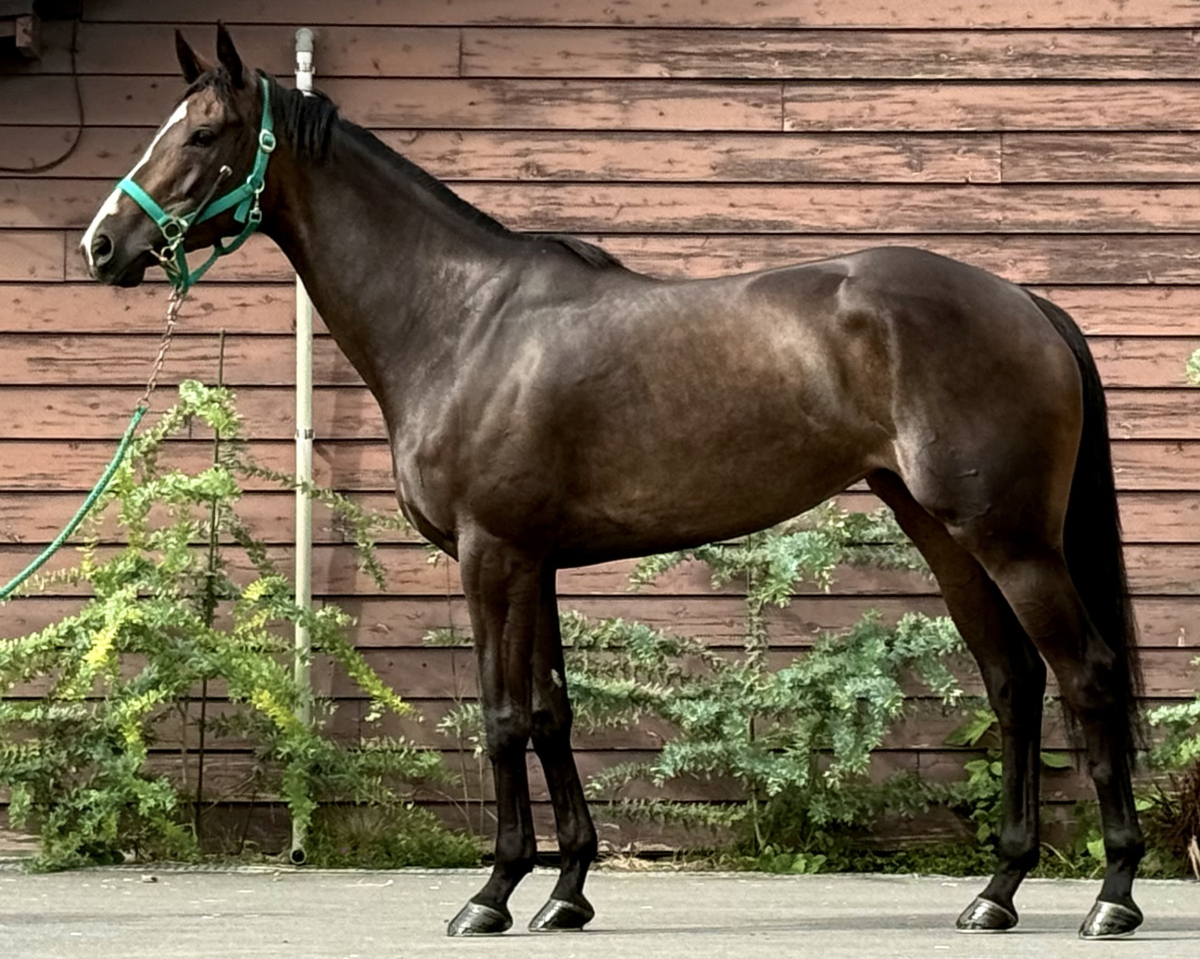 ファイアトーチ　　牝４歳　　※地方競馬　在籍_main1