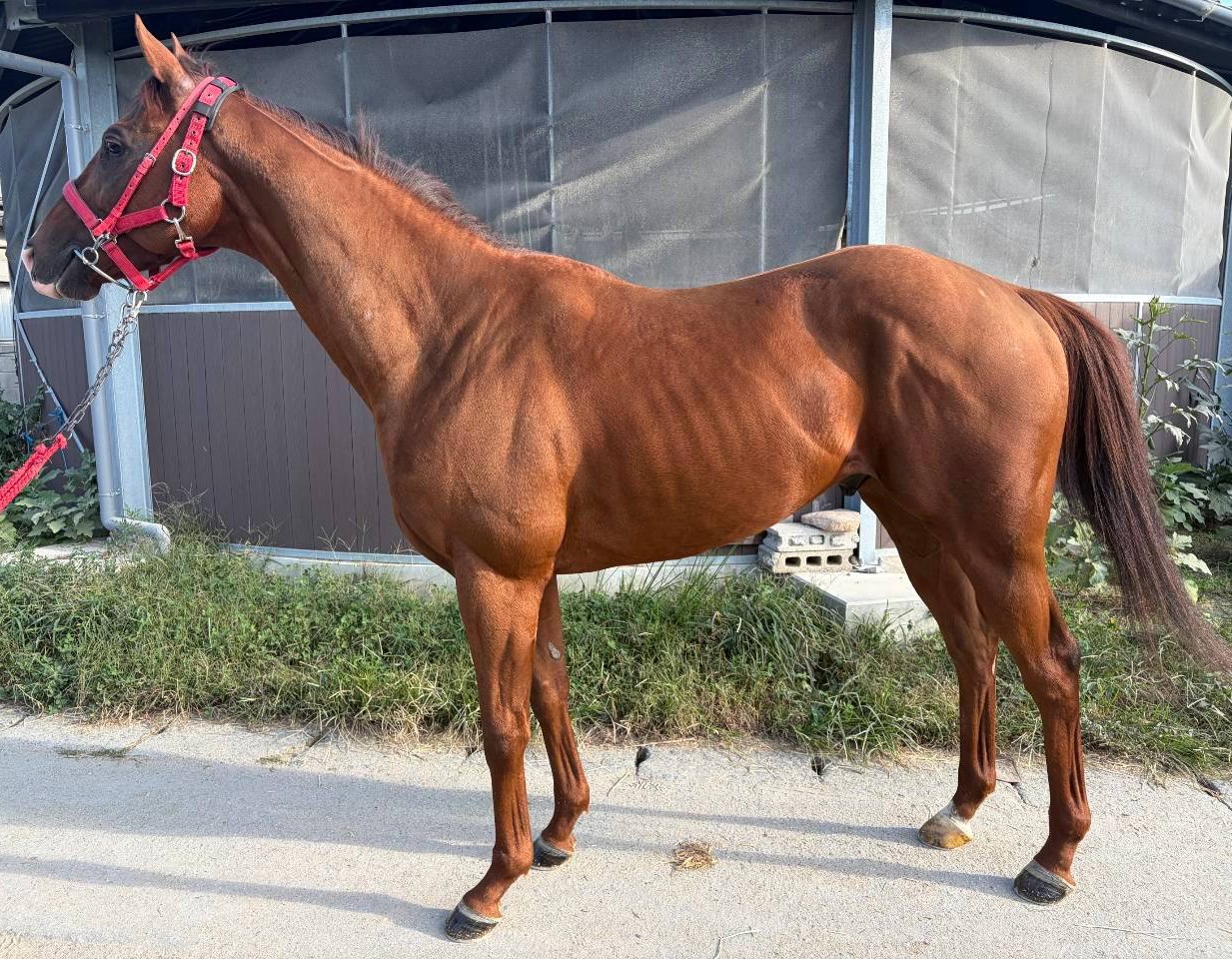 ビッキーファースト　　牡４歳　　※地方競馬　在籍_main1