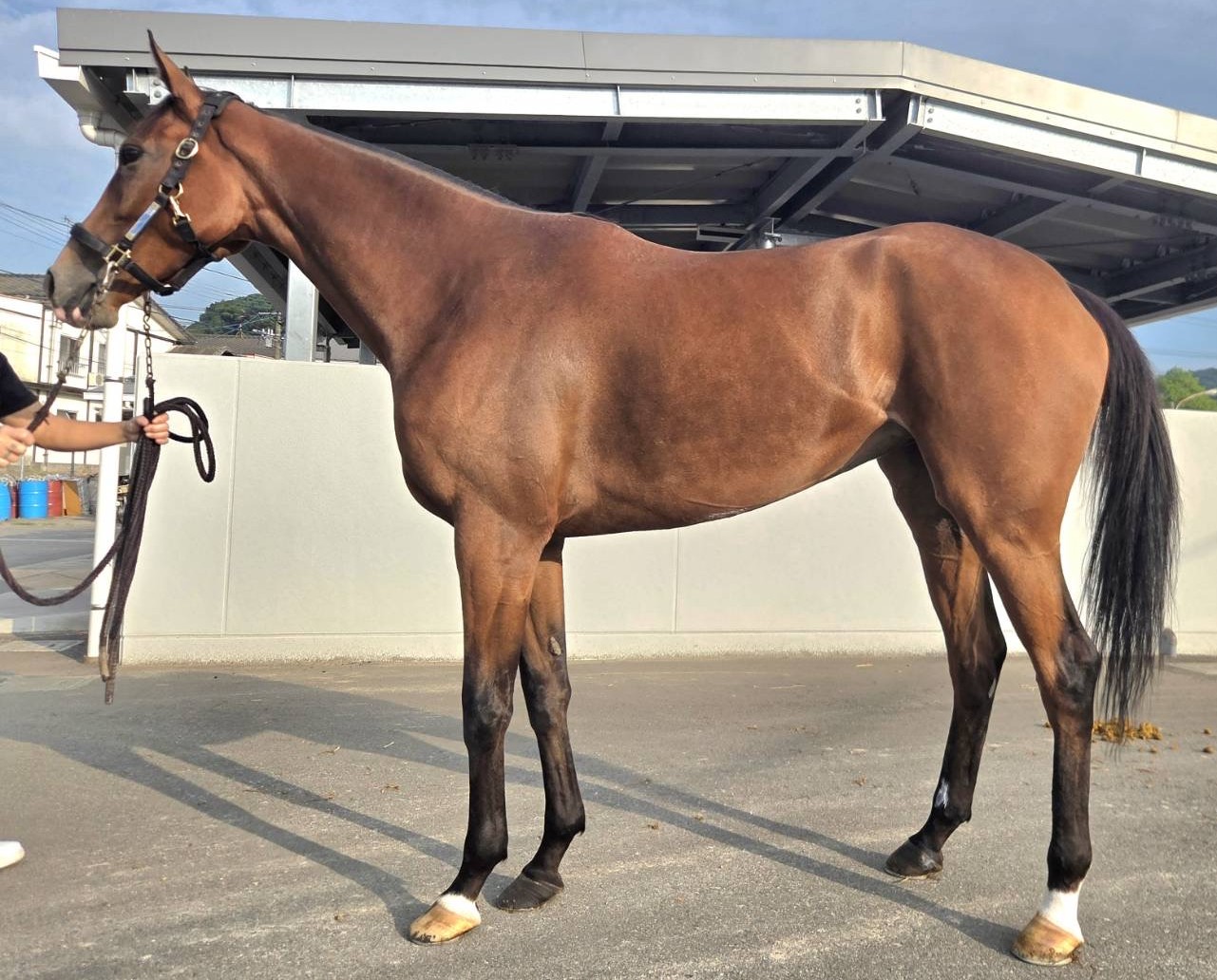 リックメイン　　牝４歳　　※地方競馬　在籍_main1